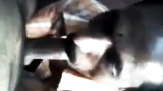 Amateur Indian Grandpa Gives a Homemade Blowjob and Takes a Load